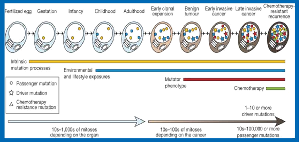 Next Generation Sequencing and Cancer