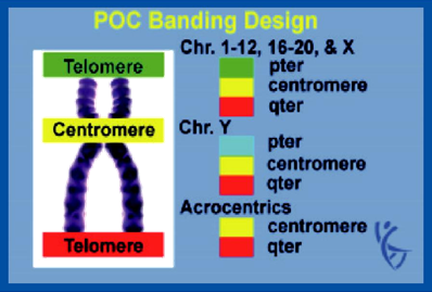 POC Banding Design POC Banding Design