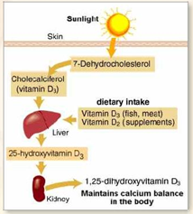 Rising Vitamin D And B12 Deficiency Among Corporate Executives