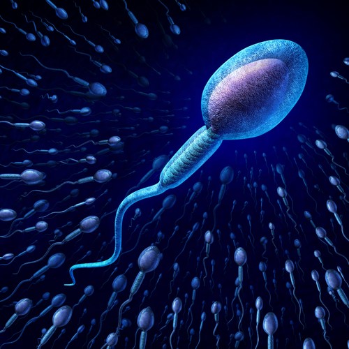 conception during Amount sperm