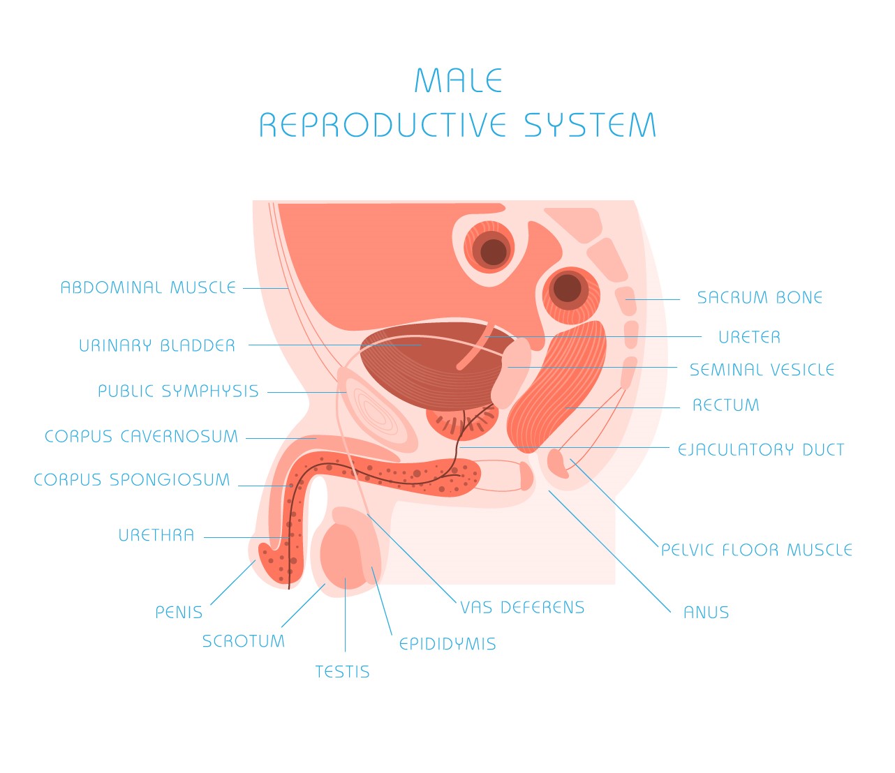 Best Male Sexologist