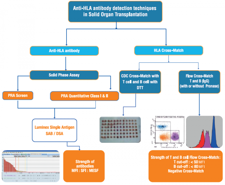 Histocompatibility Testing & Antibody Detection in Organ Transplantation