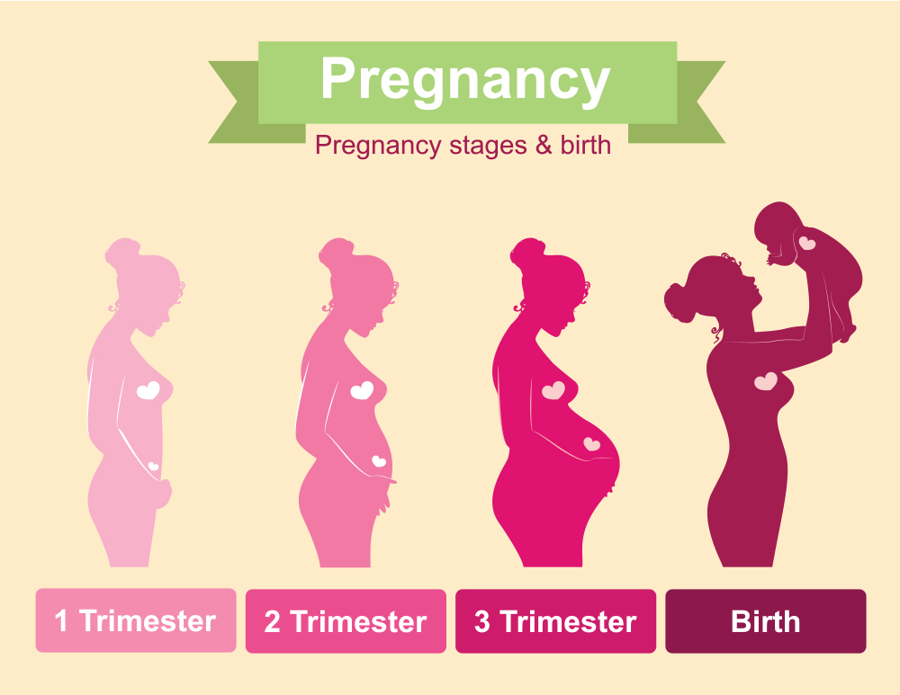 Pregnancy trimester
