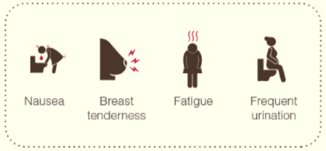 1st-trimester-Symptoms-Physical-Changes