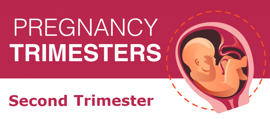 2nd-trimester-image