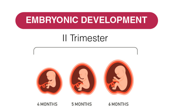 2nd-trimester-growth
