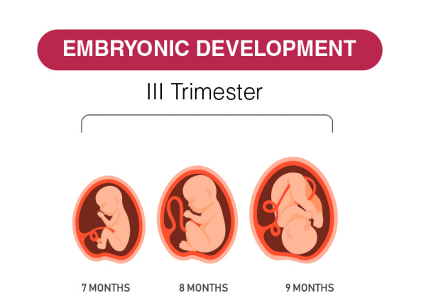 Baby Development Trimester 3: What to Expect