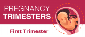1st Trimester – Weeks, Development, Physical & Psychological Changes