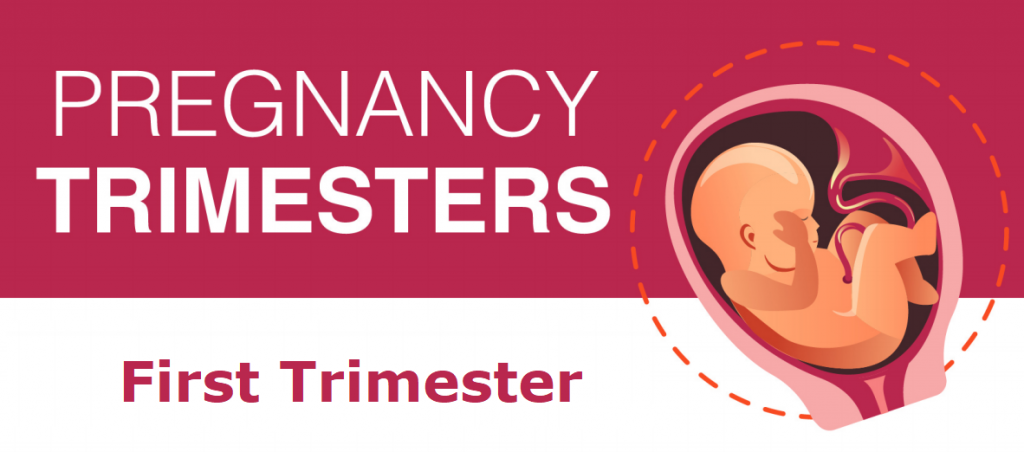 1st Trimester – Weeks, Development, Physical & Psychological Changes