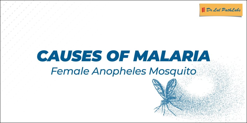 Causes of Malaria