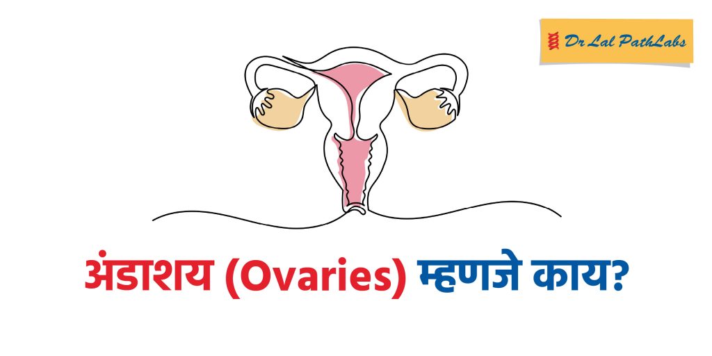 अंडाशय म्हणजे काय? त्याची रचना, कार्य आणि महत्त्व समजून घ्या