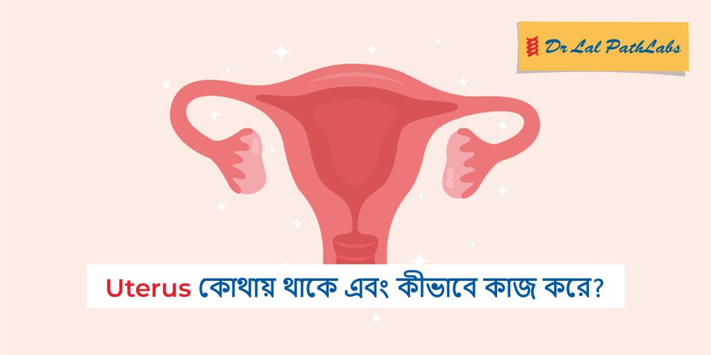 জরায়ু কোথায় অবস্থিত এবং এটি কীভাবে কাজ করে?